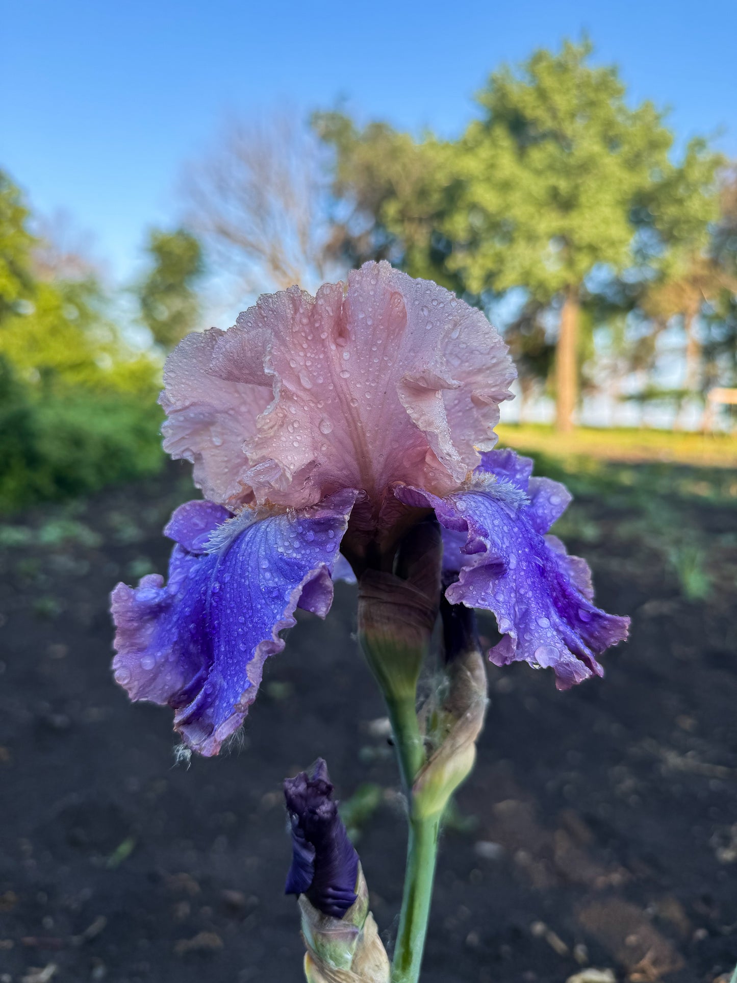 Iris - Florentine Silk (TB) *Restocking Summer 2026*