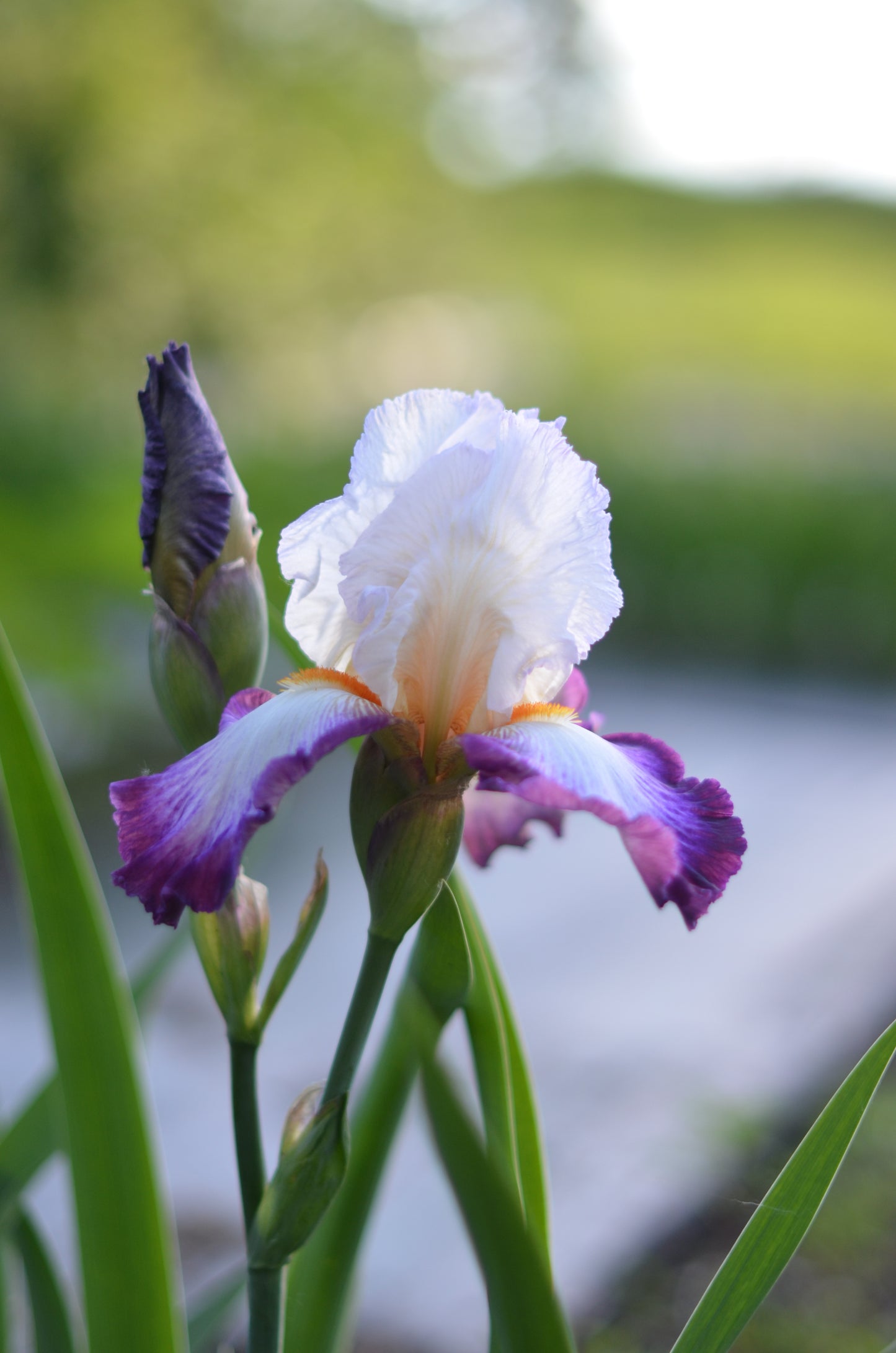 Iris - Bold Fashion