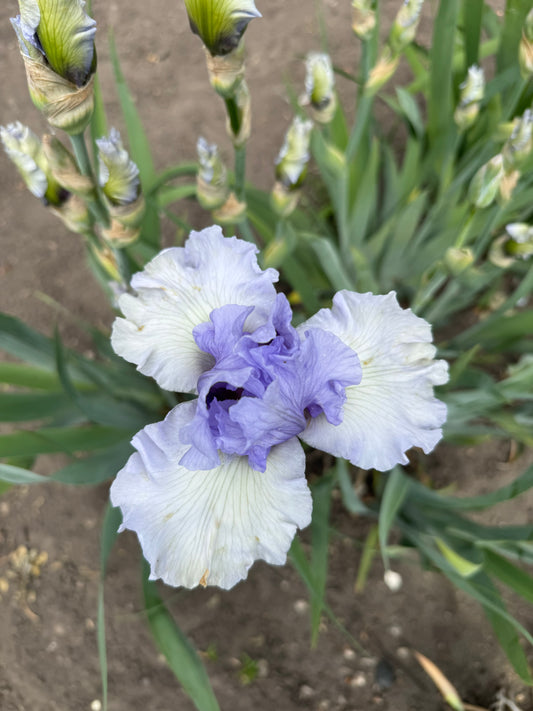 Iris - Brussels (TB) *Restocking Summer 2026*