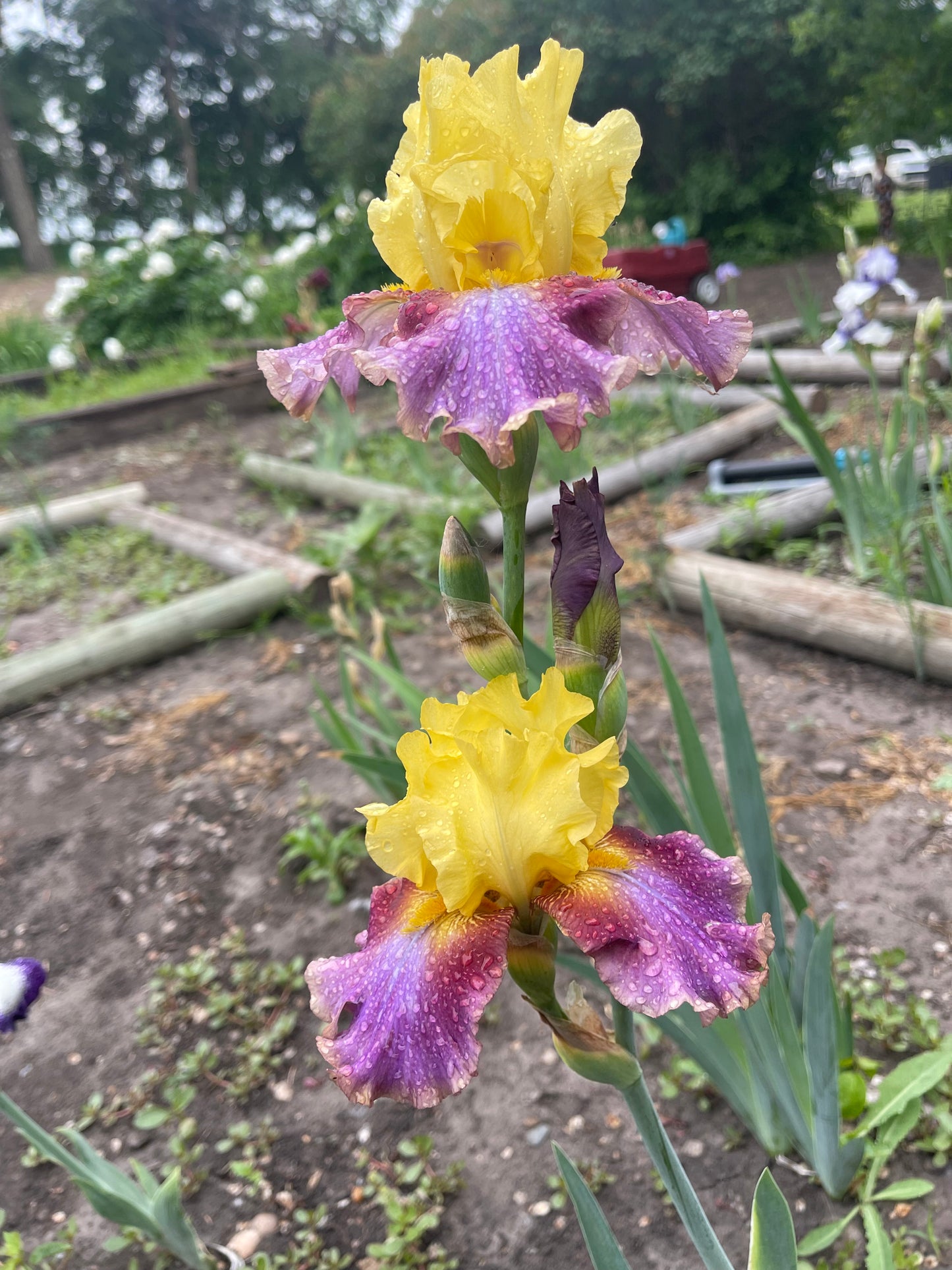 Iris - Flying Carpet (TB) *Restocking Summer 2026*