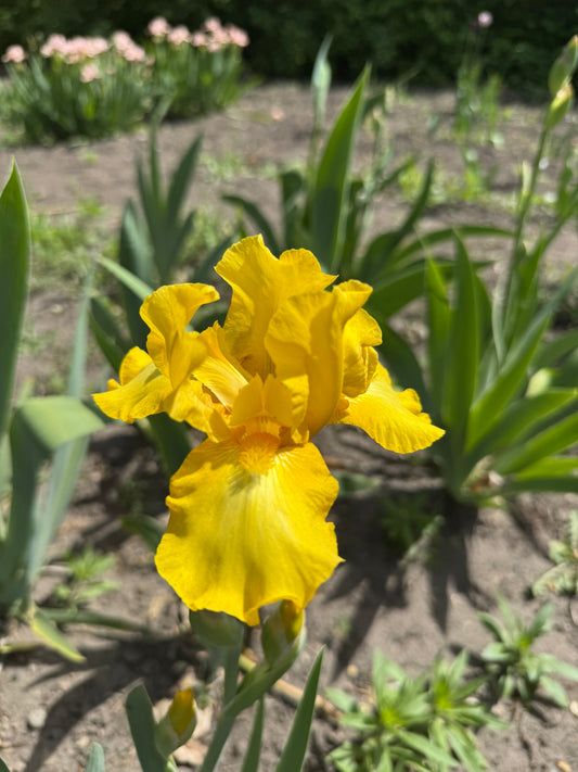 Iris - Mostest (BB) *Restocking Summer 2026*