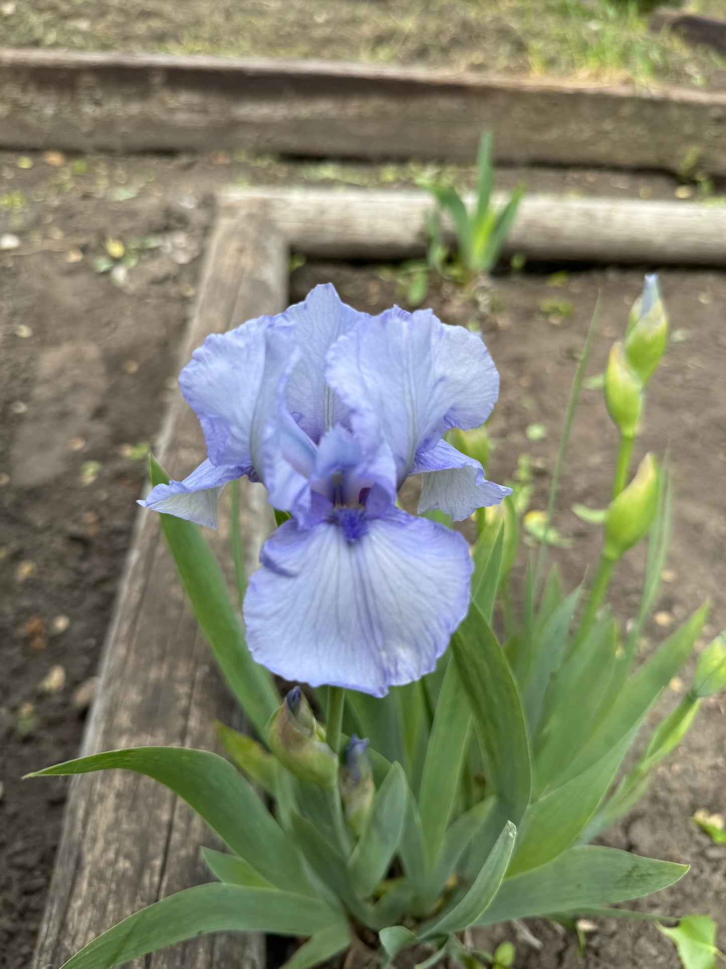 Iris - Azap (IB) *Restocking Summer 2026*