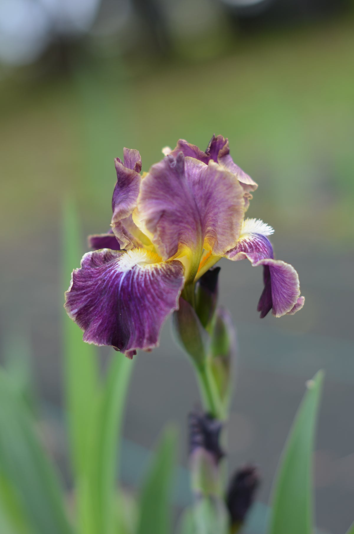 Iris - Blackcurrant (IB)