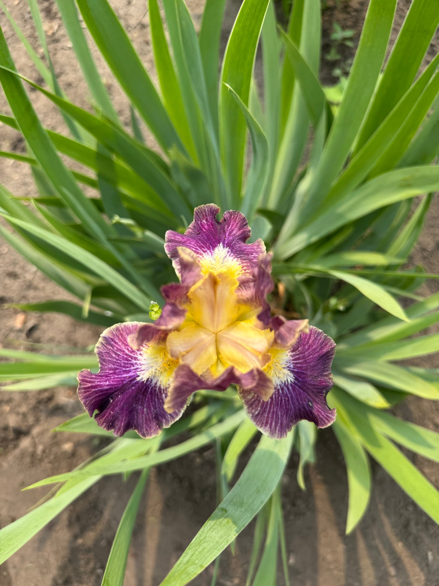 Iris - Blackcurrant (IB) *Restocking Summer 2026*