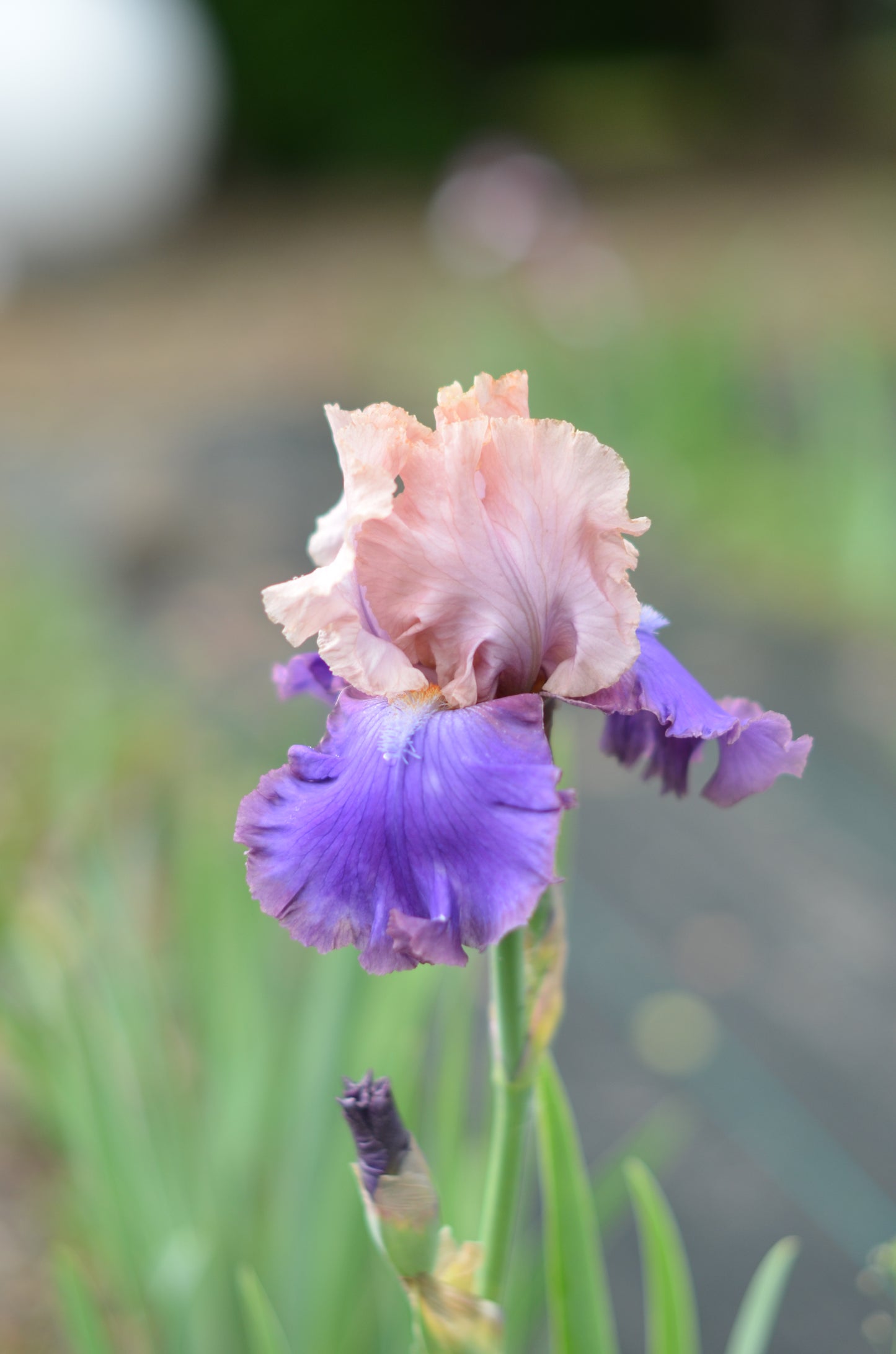 Iris - Florentine Silk (TB)