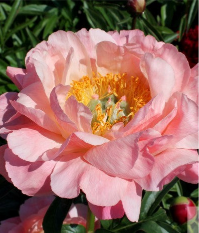 Peony Root - Coral Sunset *ships late Oct*