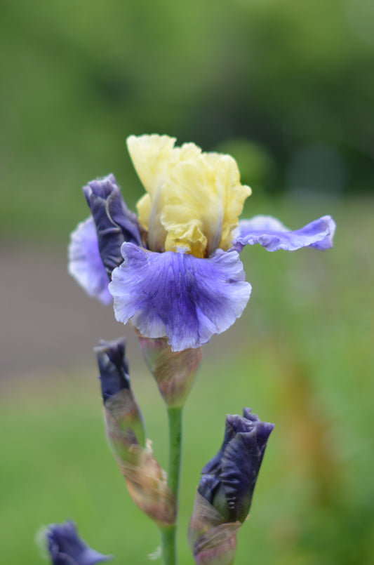 Iris - Edith Wolford