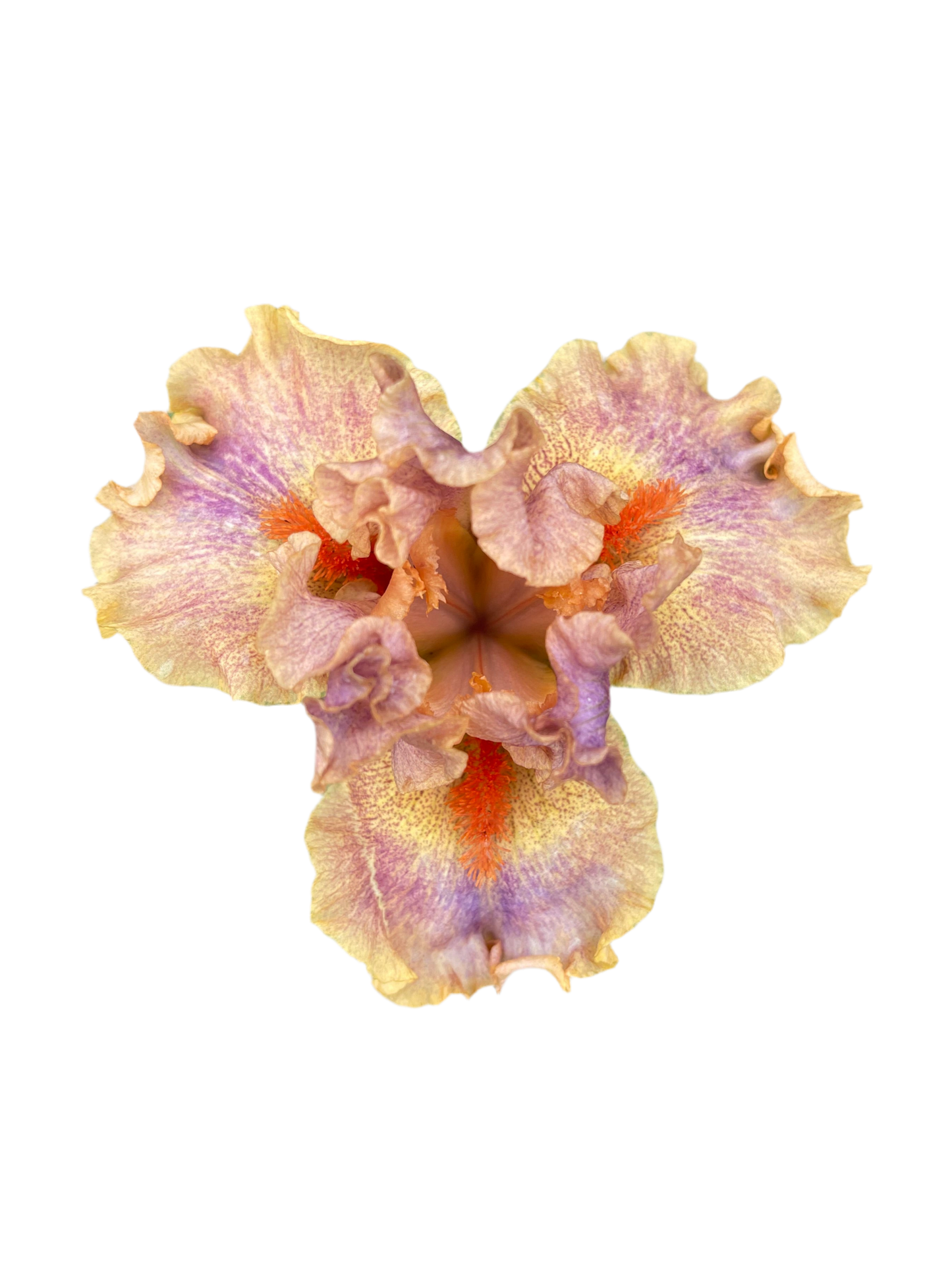 Iris - Synergy (IB) *Restocking Summer 2026*