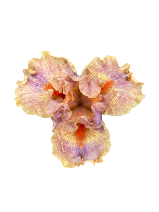 Iris - Synergy (IB) *Restocking Summer 2026*