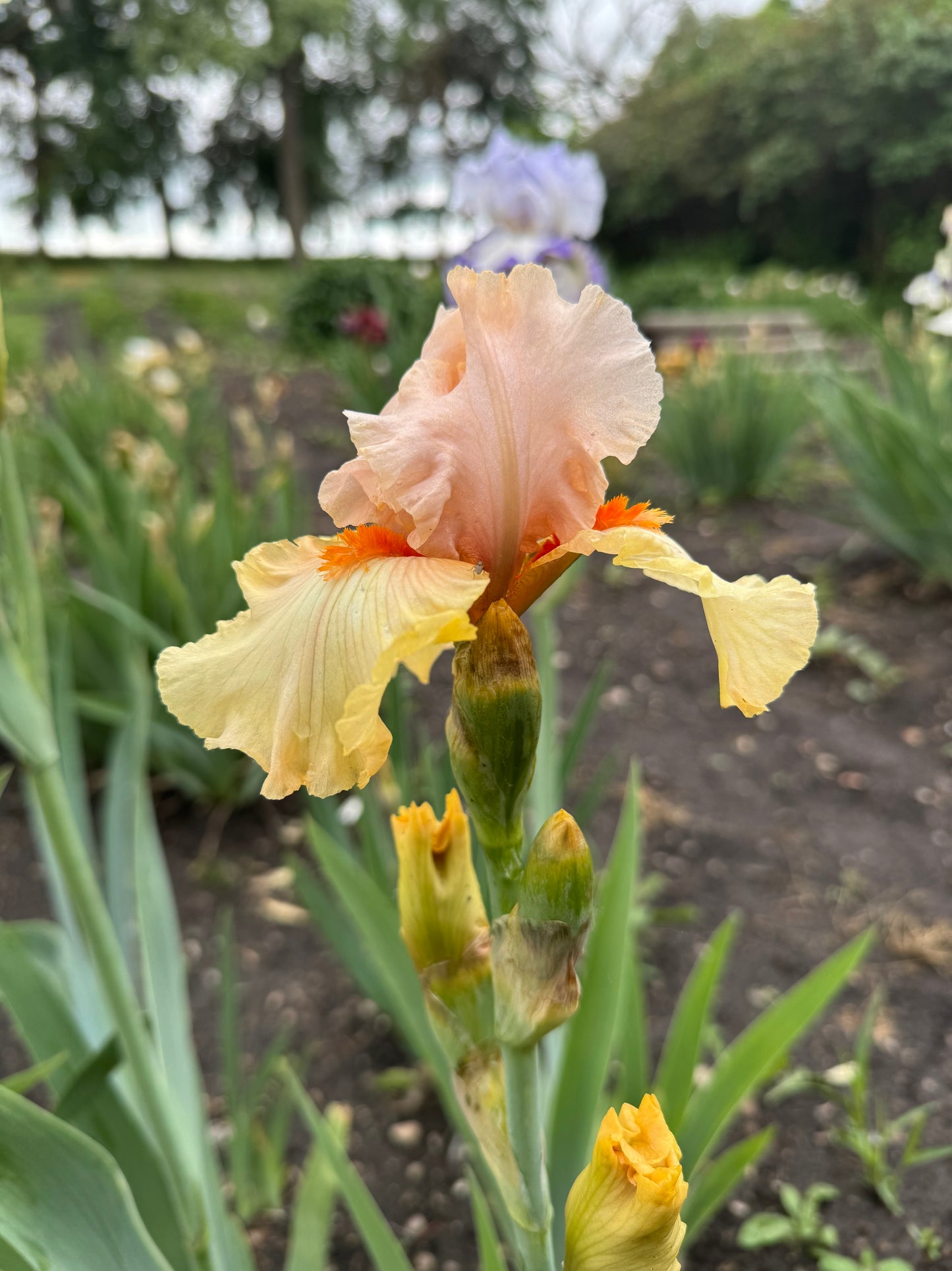Iris -Pale Fire (TB) *Restocking Summer 2026*