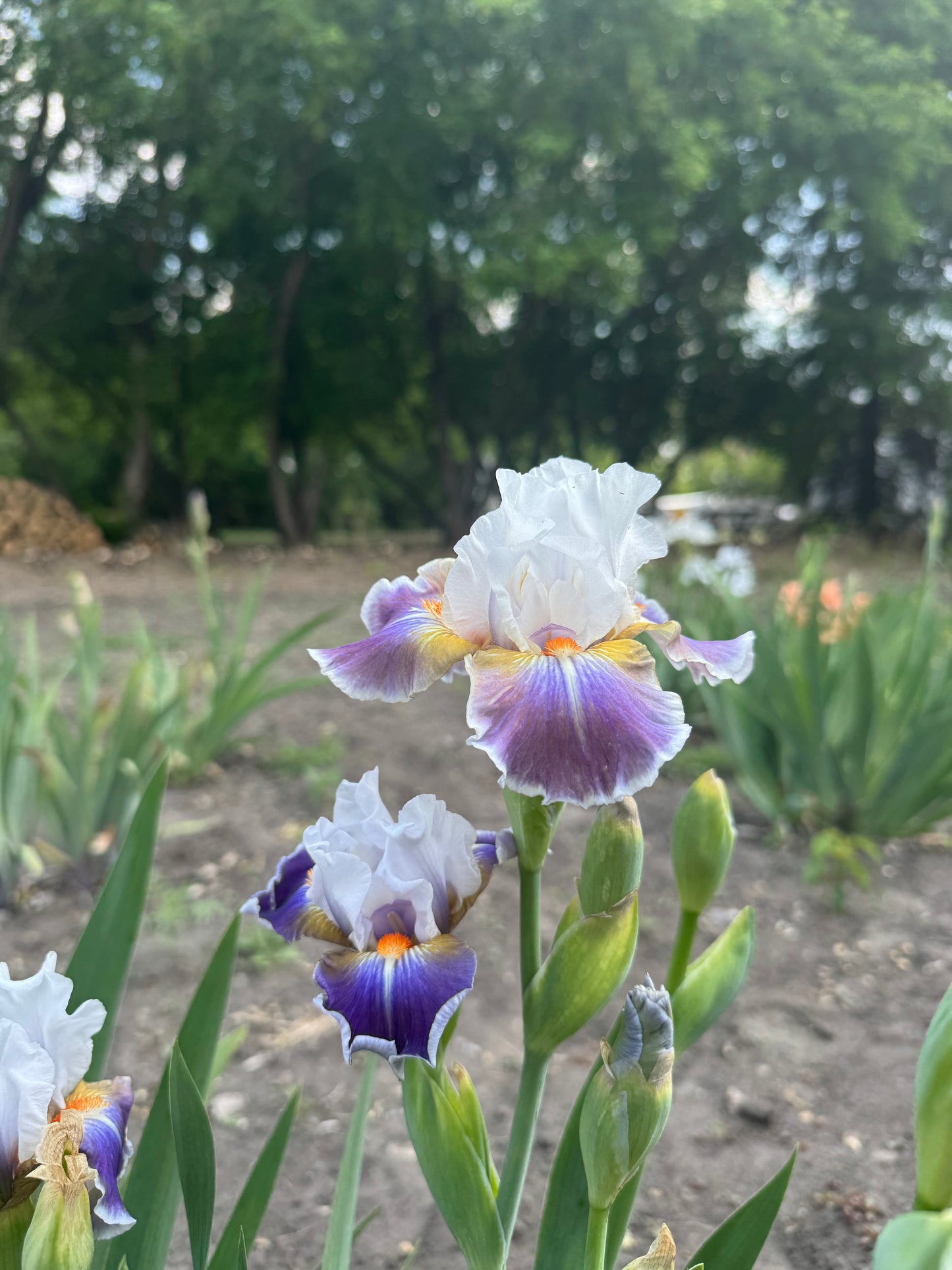 Iris - Dazzling (IB) *Restocking Summer 2026*