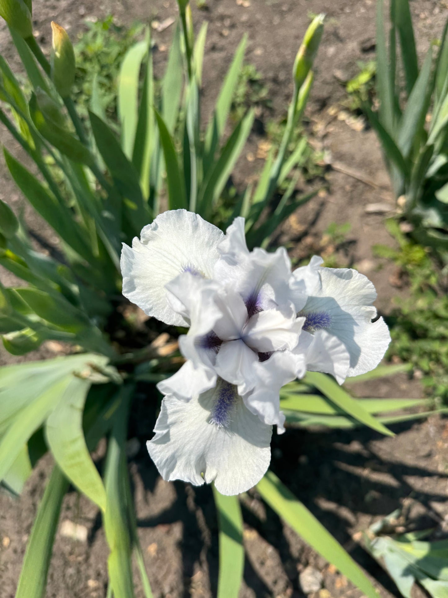 Iris - Code Of Honour (IB) *Restocking Summer 2026*