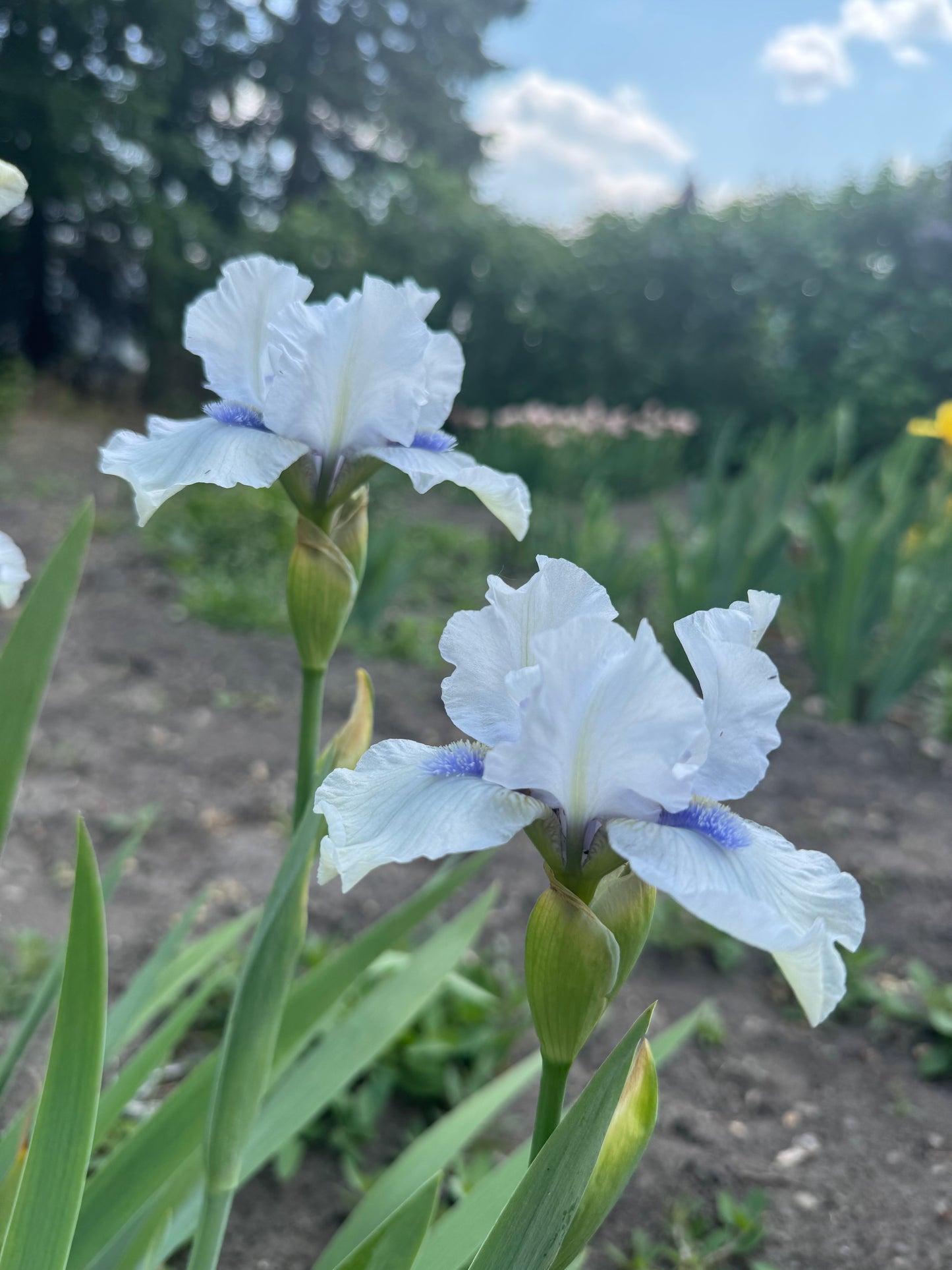 Iris - Code Of Honour (IB) *Restocking Summer 2026*