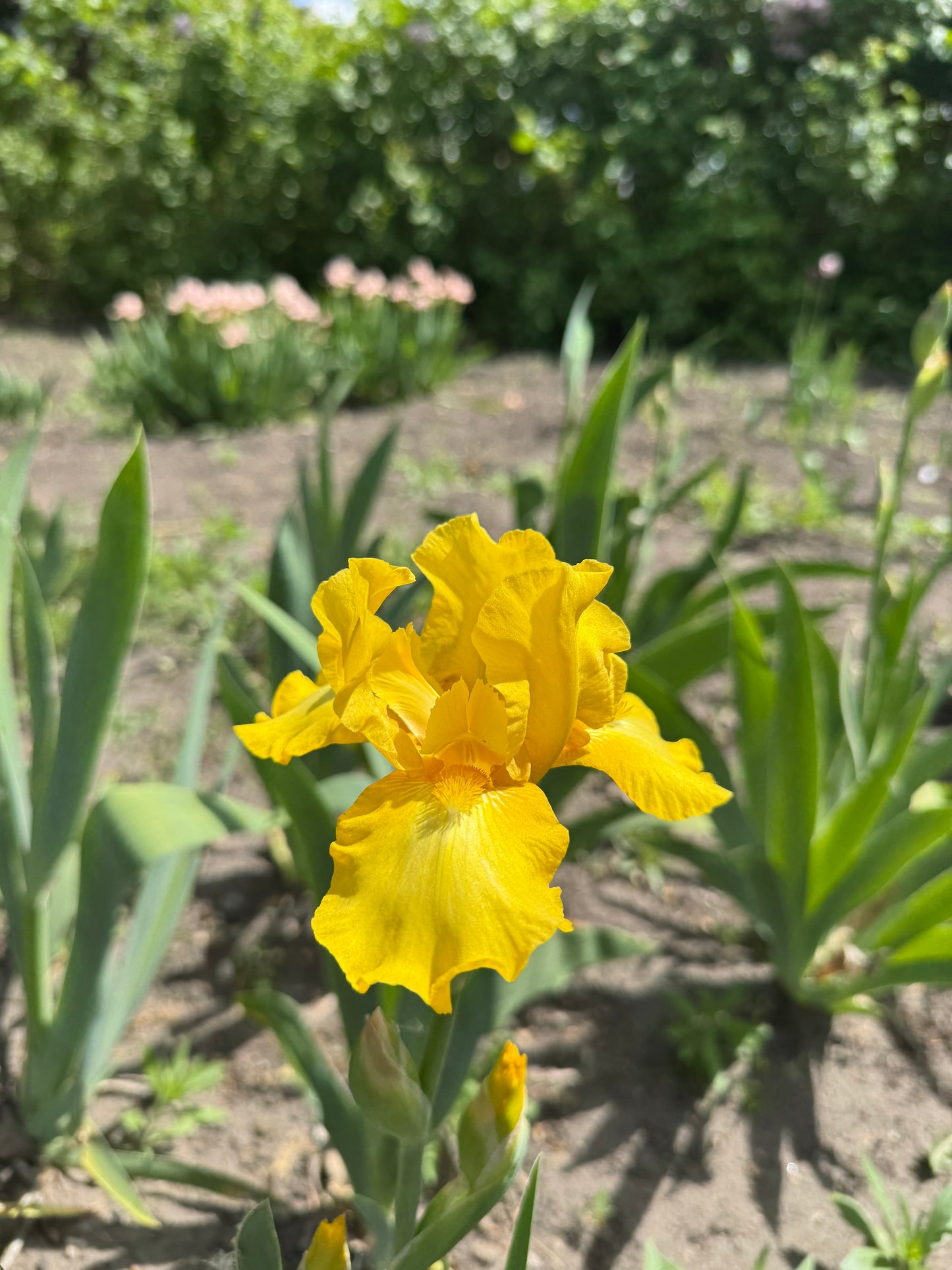 Iris - Mostest (BB) *Restocking Summer 2026*