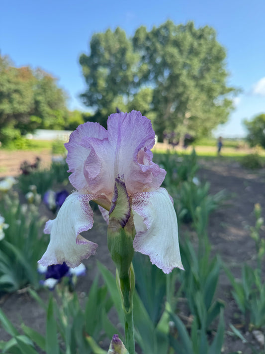 Iris - Mod Mode (TB) *Restocking Summer 2026*