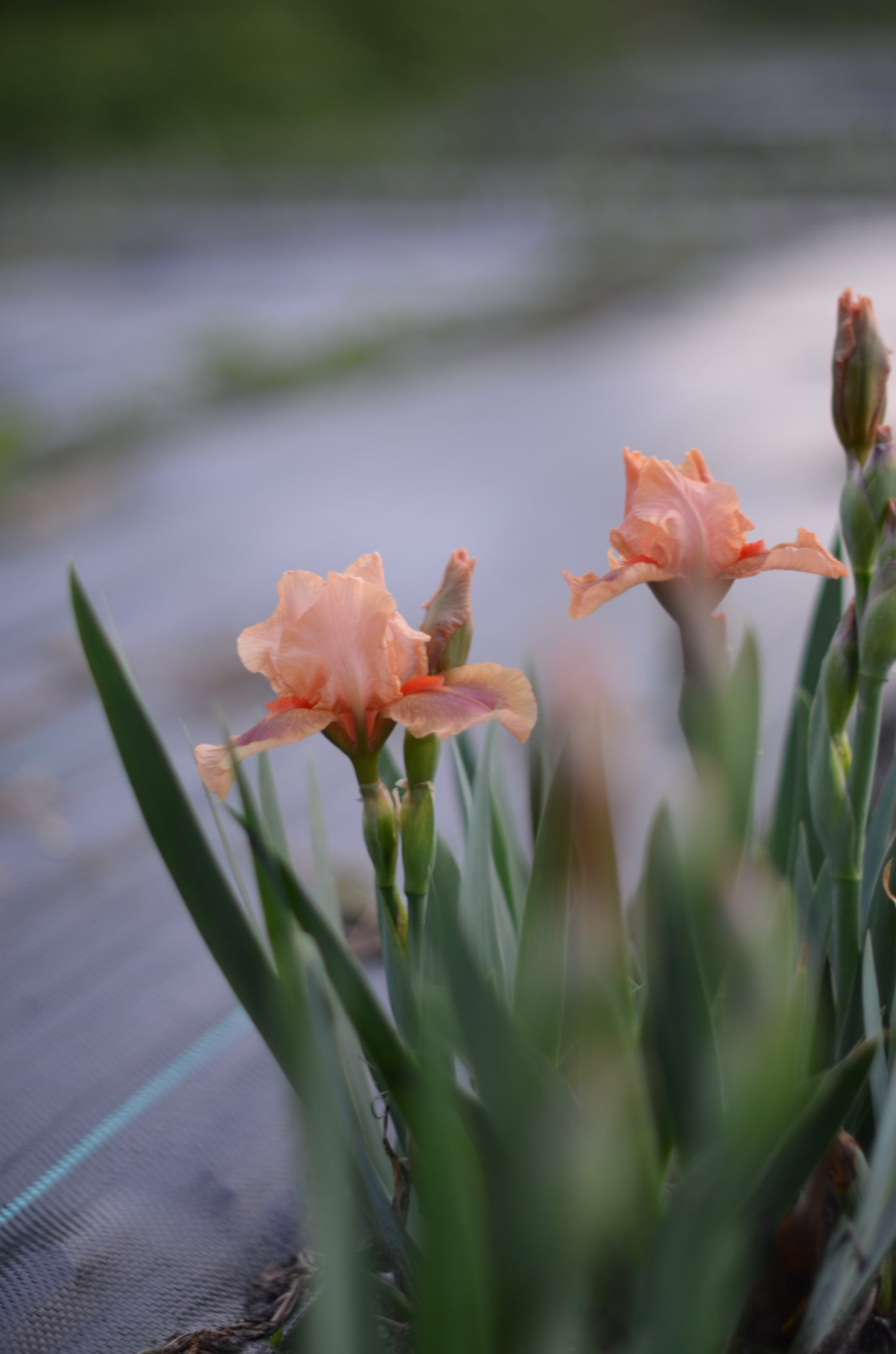 Iris - Pink Pele (IB)