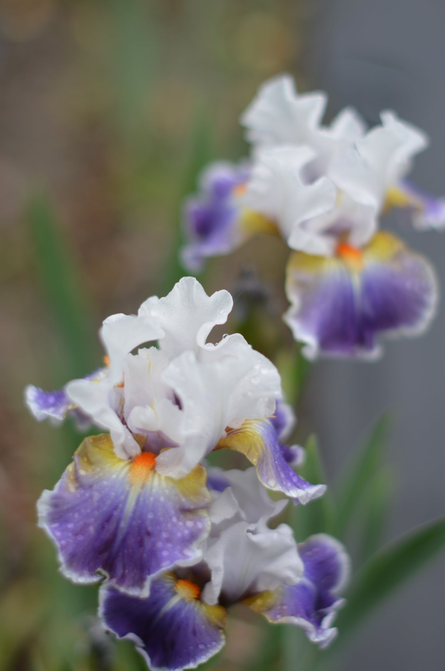 Iris - Dazzling (IB)