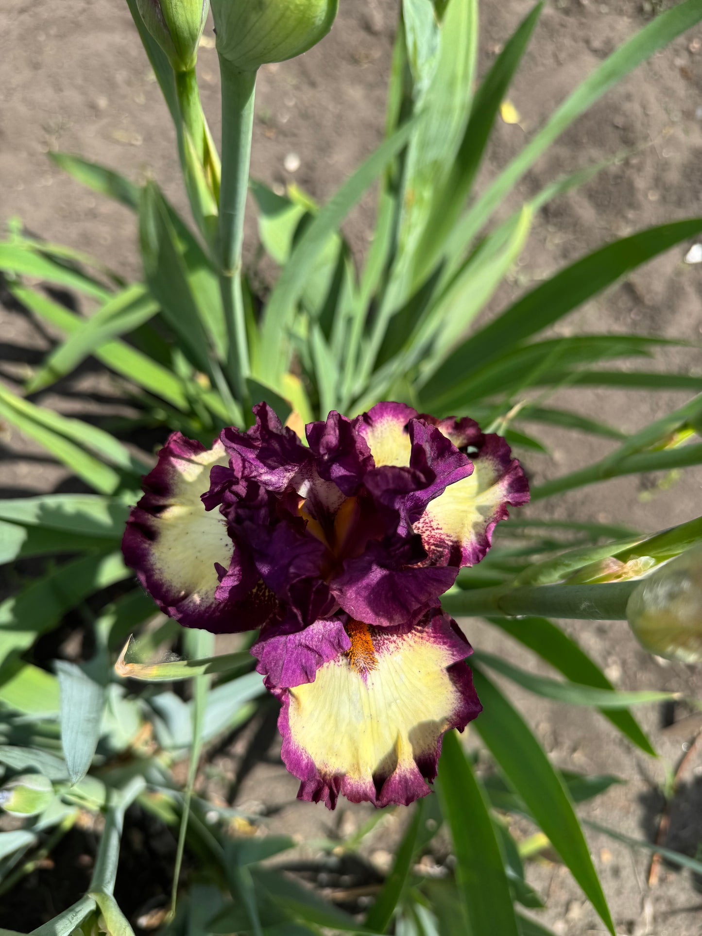 Iris - I've Got Rhythm (TB) *Restocking Summer 2026*