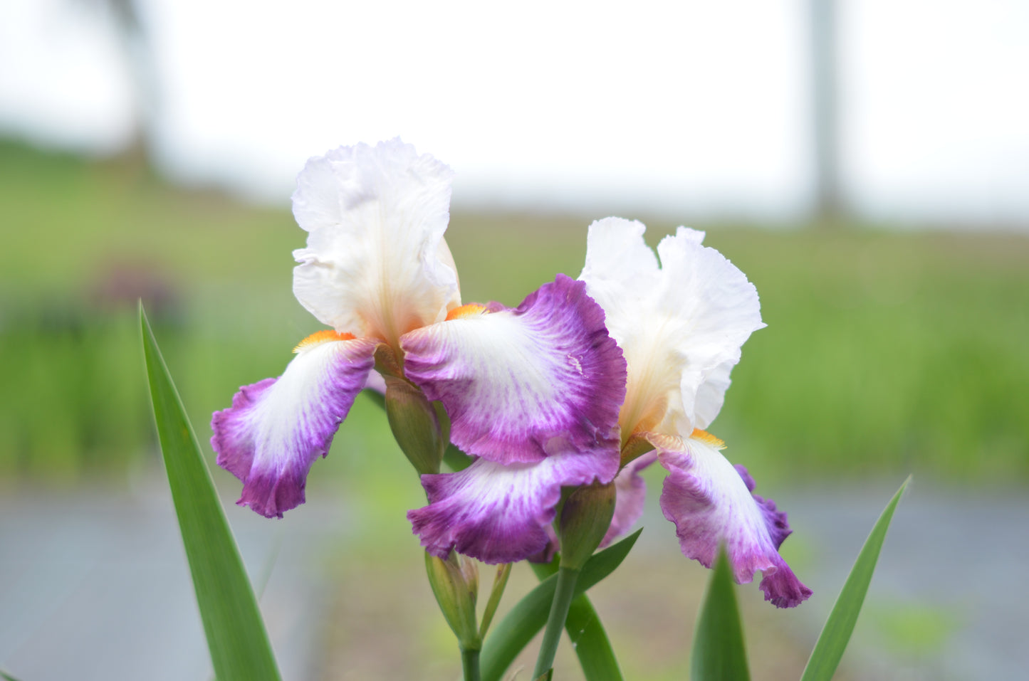 Iris - Bold Fashion