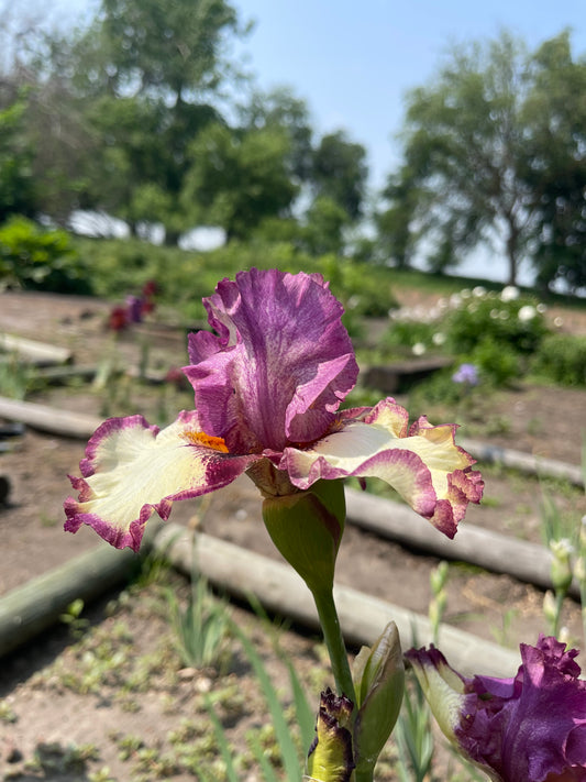 Iris - I've Got Rhythm (TB) *Restocking Summer 2026*