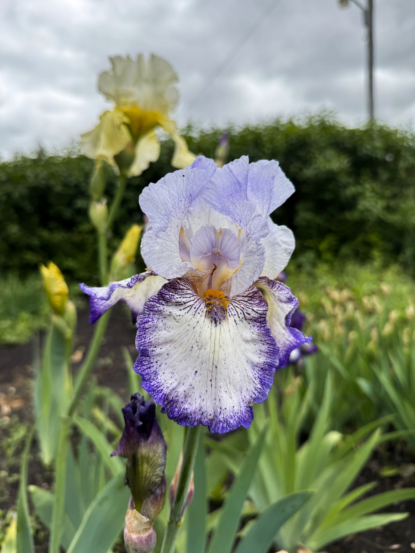 Iris - Everything Plus (TB) *Restocking Summer 2026*