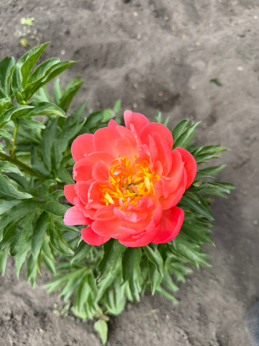 Peony Root - Coral Charm *ships late Oct*