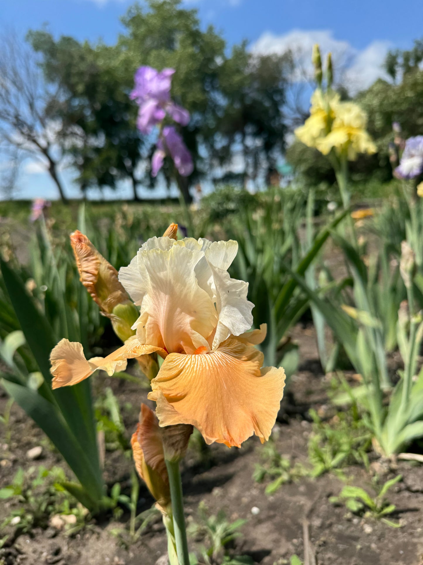 Iris -Eramosa Peach Sorbet (TB) *Restocking Summer 2026*