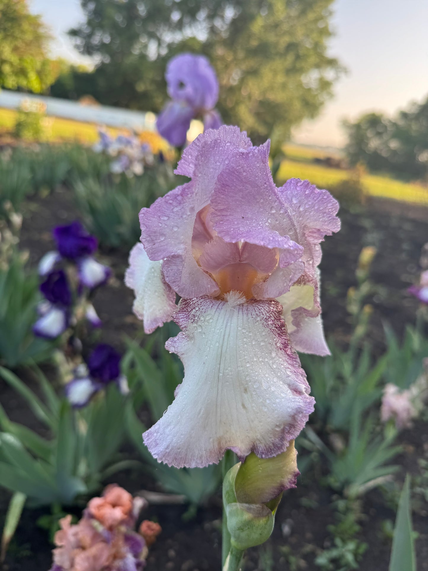 Iris - Mod Mode (TB) *Restocking Summer 2026*