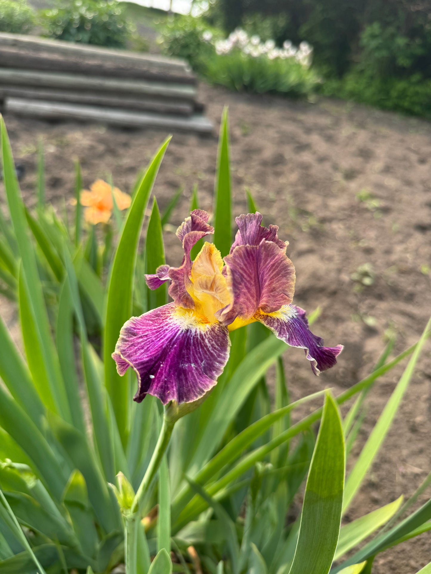 Iris - Blackcurrant (IB) *Restocking Summer 2026*