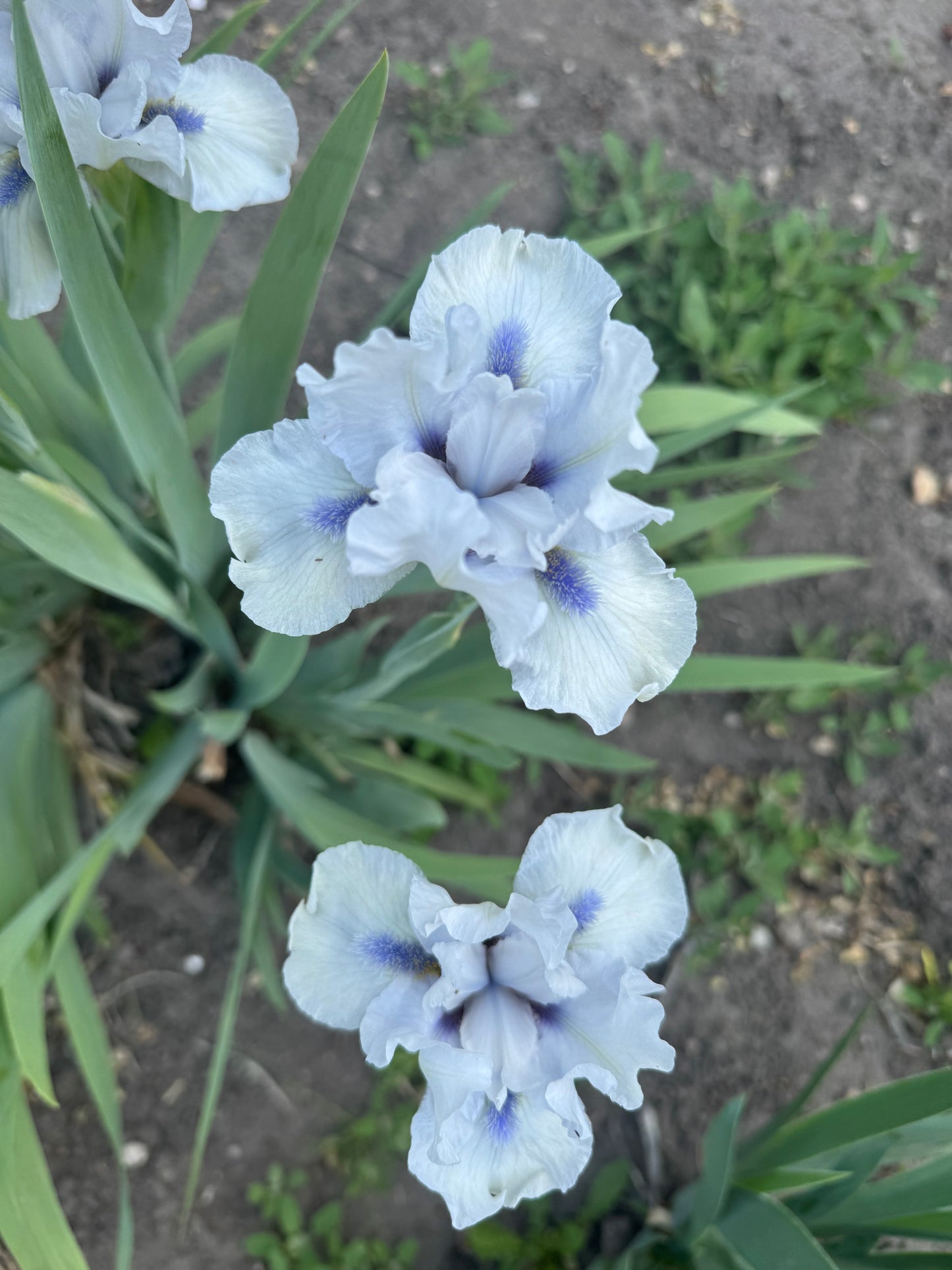 Iris - Code Of Honour (IB) *Restocking Summer 2026*