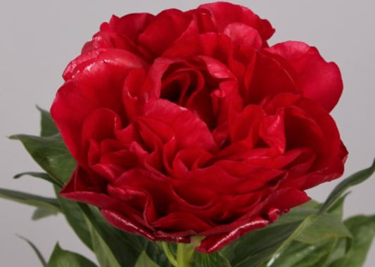 Peony Root - Henry Bockstoce *ships late Oct*