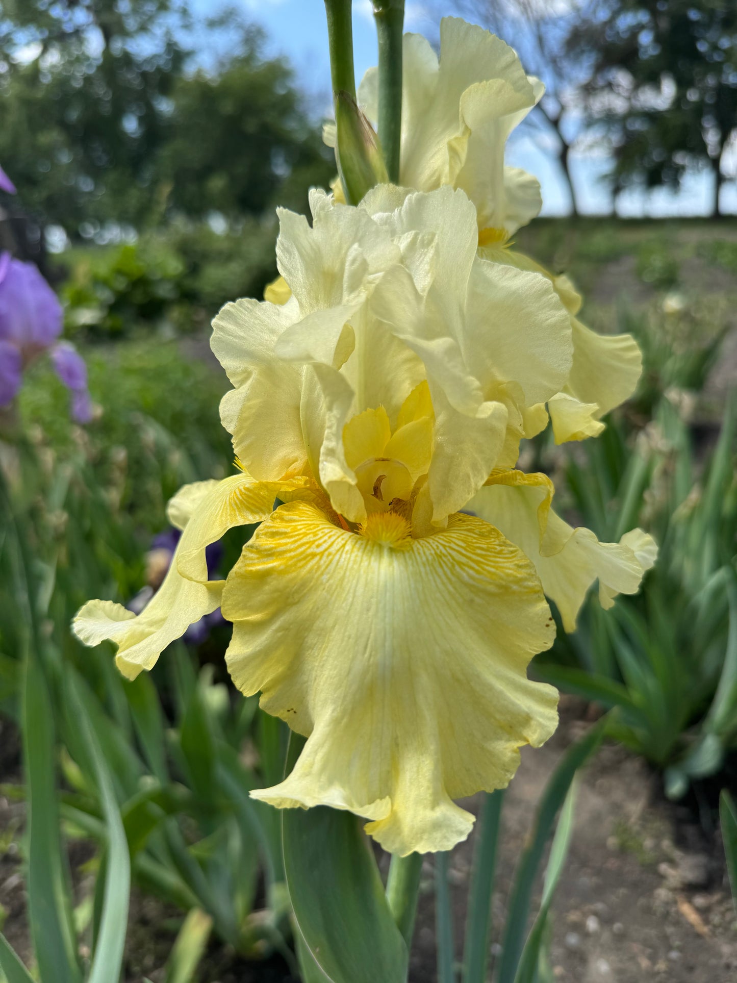 Iris - Melted Butter (TB) *Restocking Summer 2026*