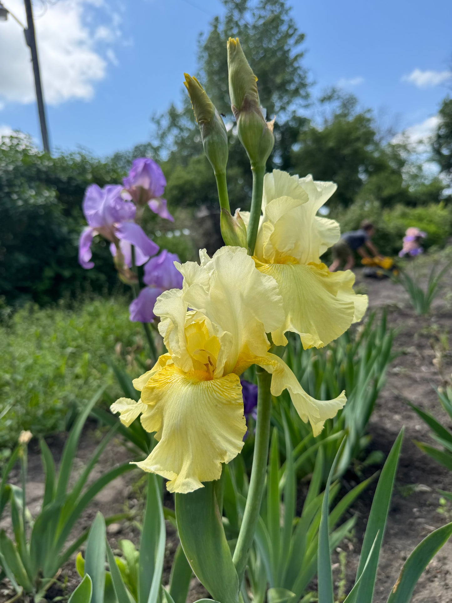 Iris - Melted Butter (TB) *Restocking Summer 2026*