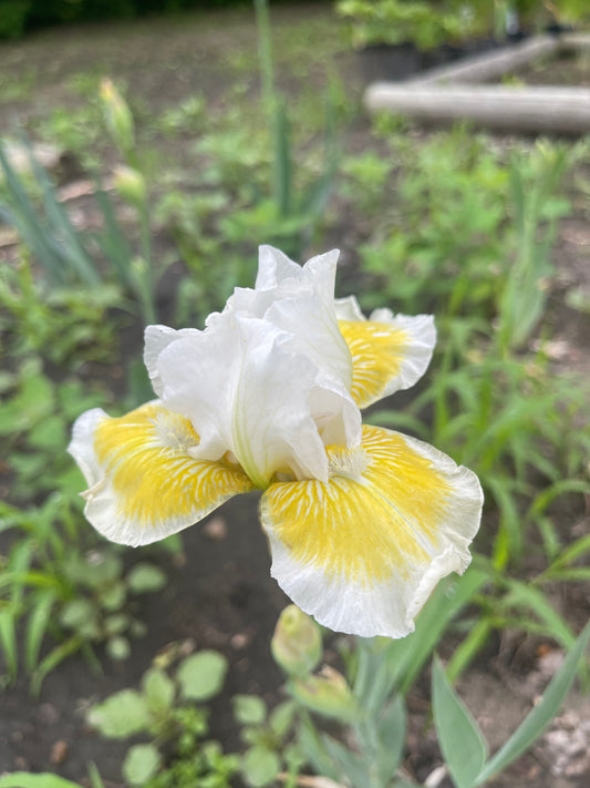 Iris - Lunar Frost (IB) *Restocking Summer 2026*