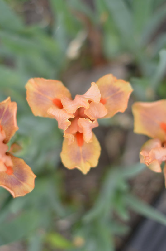 Iris - Pink Pele (IB) *Restocking Summer 2026*