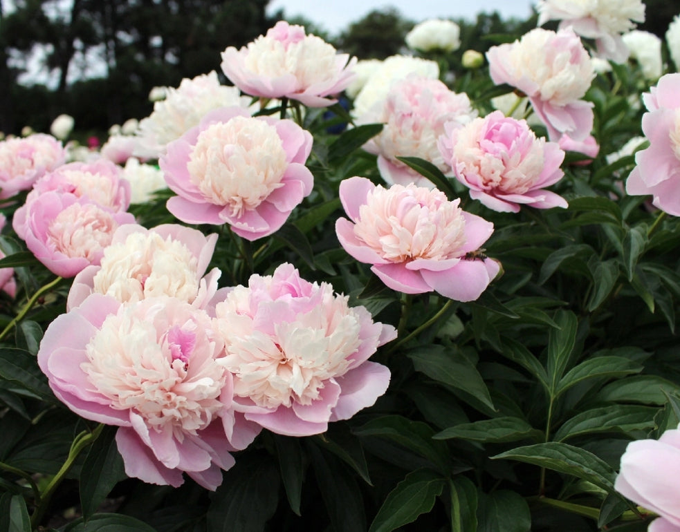 Peony Root - Angel Cheeks *ships late Oct*