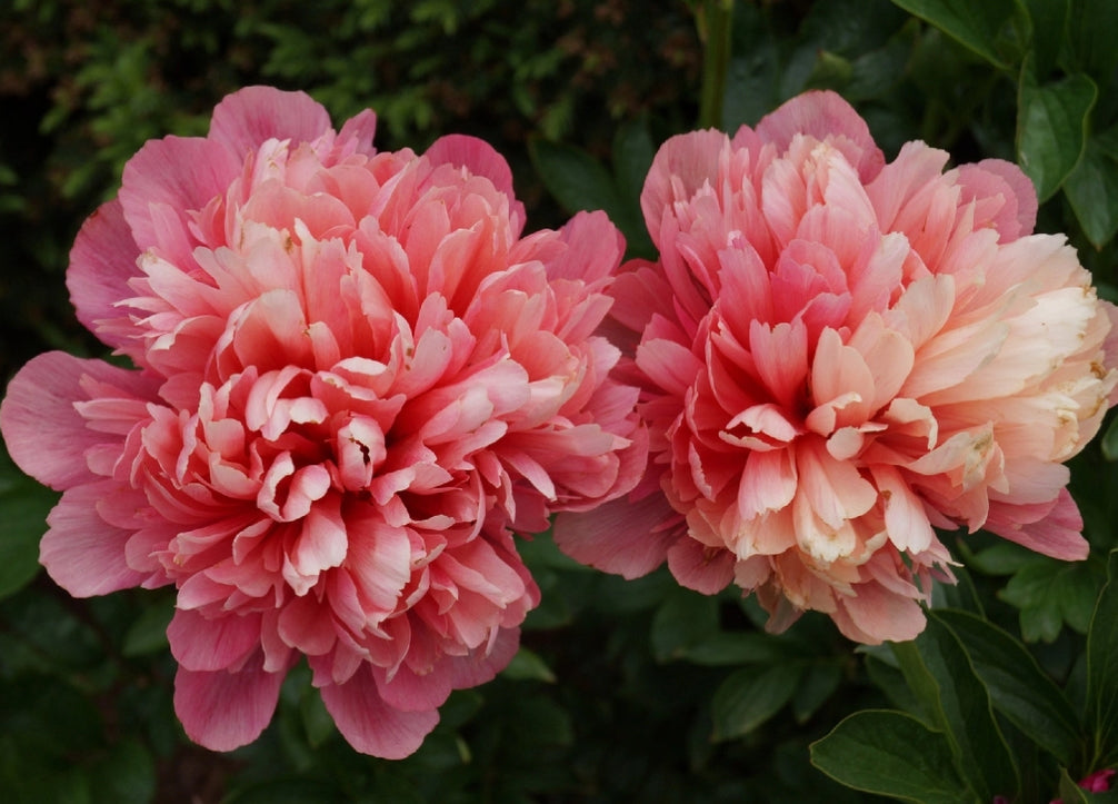 Peony Root - Lorelei *ships late Oct*