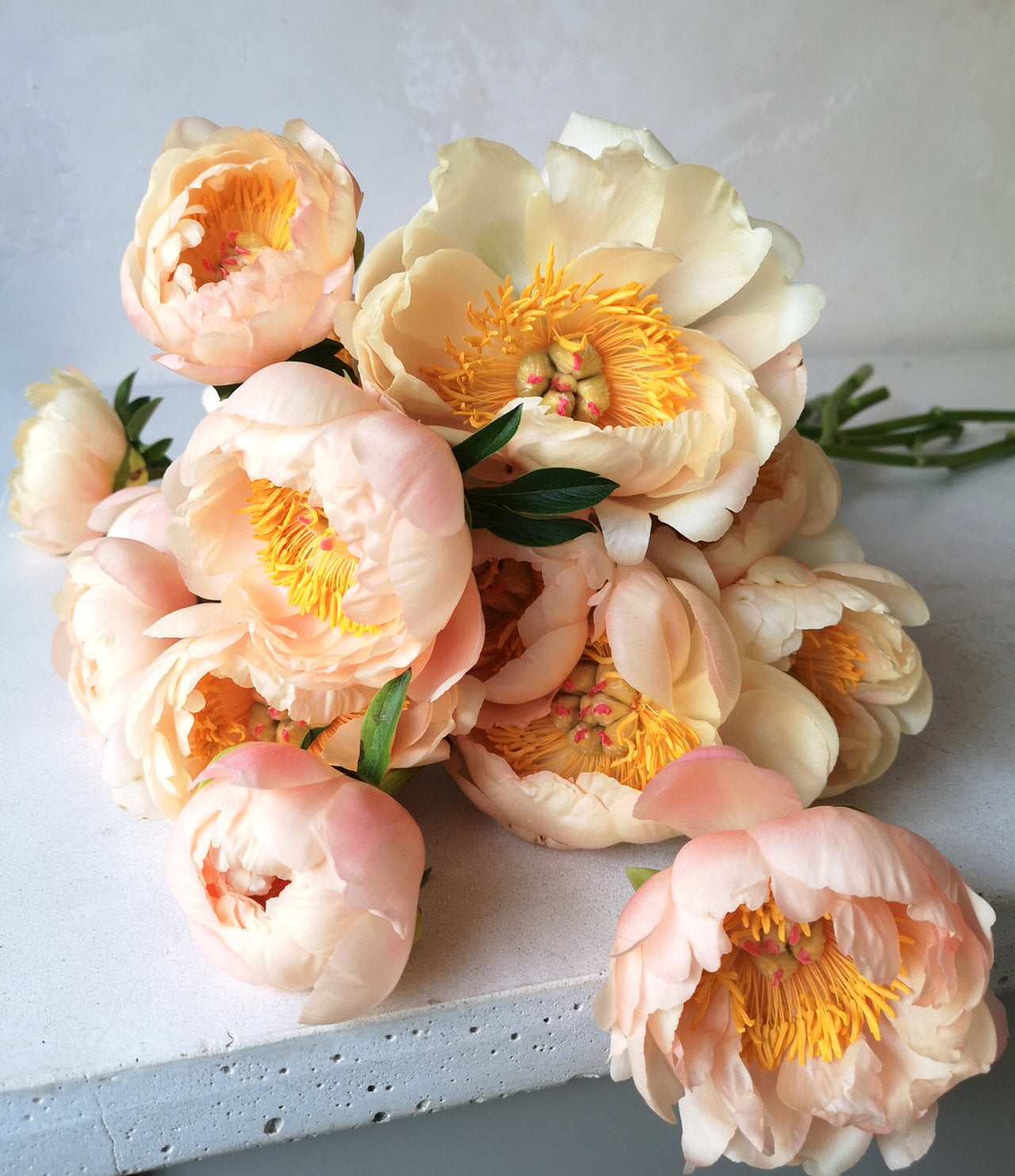 Peony Root - King's Day *ships late Oct*