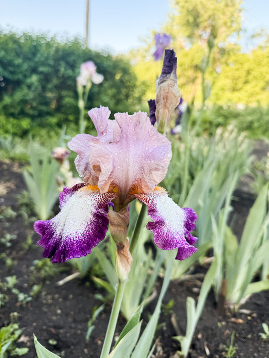 Iris - Change of Pace (TB) *Restocking Summer 2026*