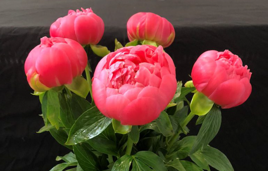 Peony Root - Pink Hawaiian Coral 3/5 *ships late Oct*