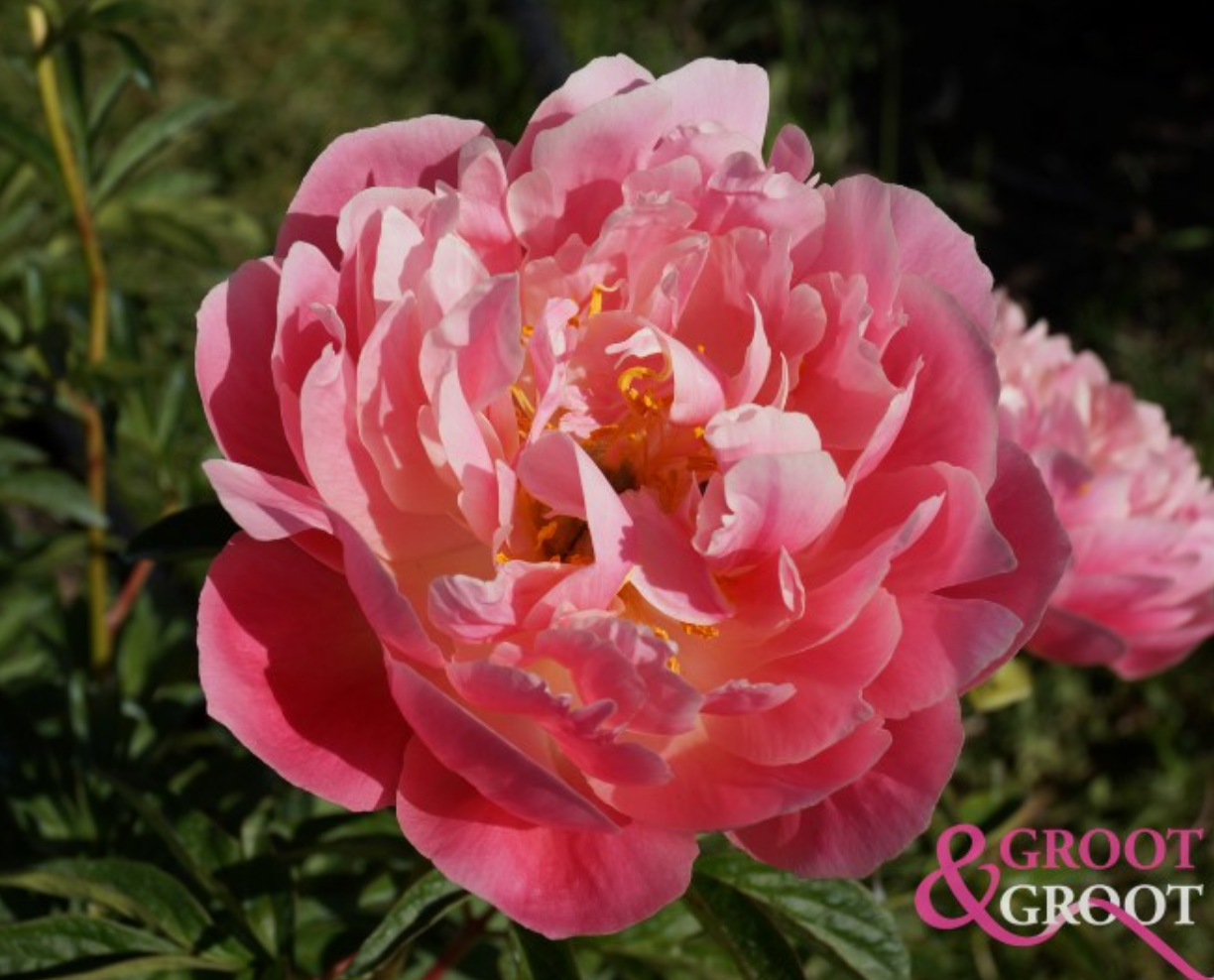 Peony Root - Pink Hawaiian Coral 3/5 *ships late Oct*