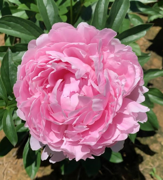 Peony Root - Pillow Talk 3/5 *ships late Oct*