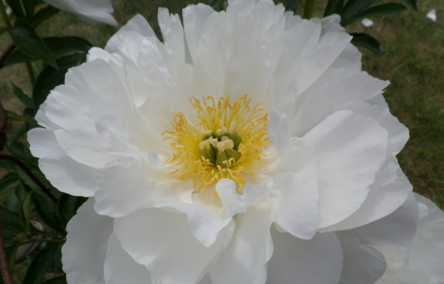 Peony Root - Miss America 3/5 *ships late Oct*