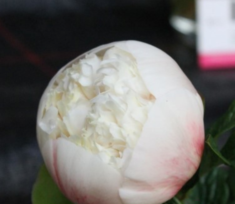 Colonel Root Peony Root - Colonel Owen Cousins 3/5 *ships late Oct* – Rooted Ranch Co