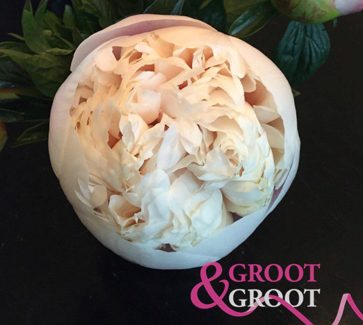 Colonel Root Peony Root - Colonel Owen Cousins 3/5 *ships late Oct* – Rooted Ranch Co