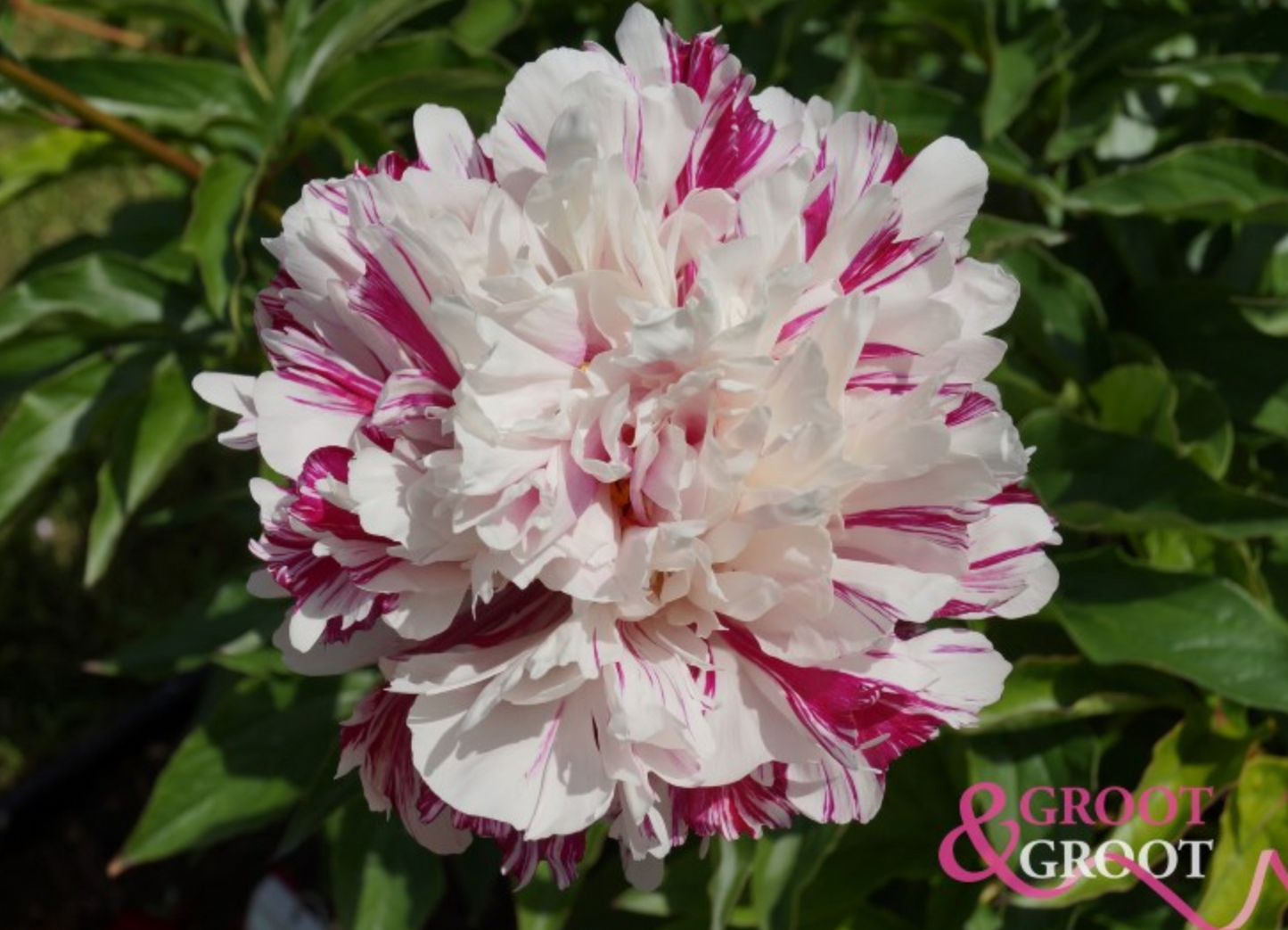 Peony Root - Candy Stripe 3/5 *ships late Oct*