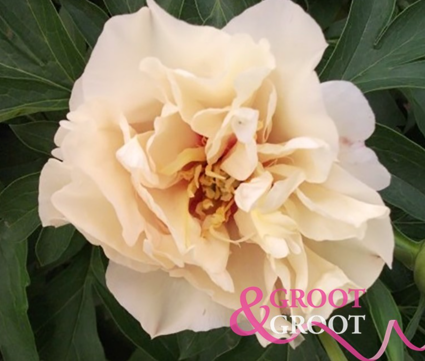 Peony Root - Canary Brilliants 3/5 *ships late Oct*