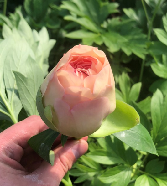 Peony Root - Canary Brilliants 3/5 *ships late Oct*