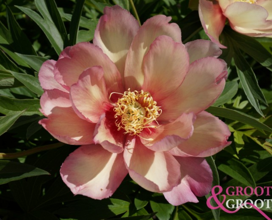 Peony Root - Julia Rose 3/5 *ships late Oct*