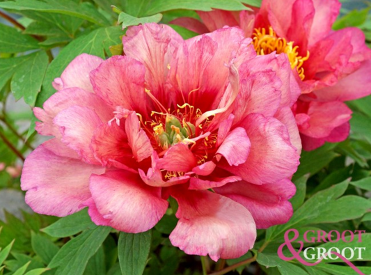 Peony Root - Hillary 3/5 *ships late Oct*